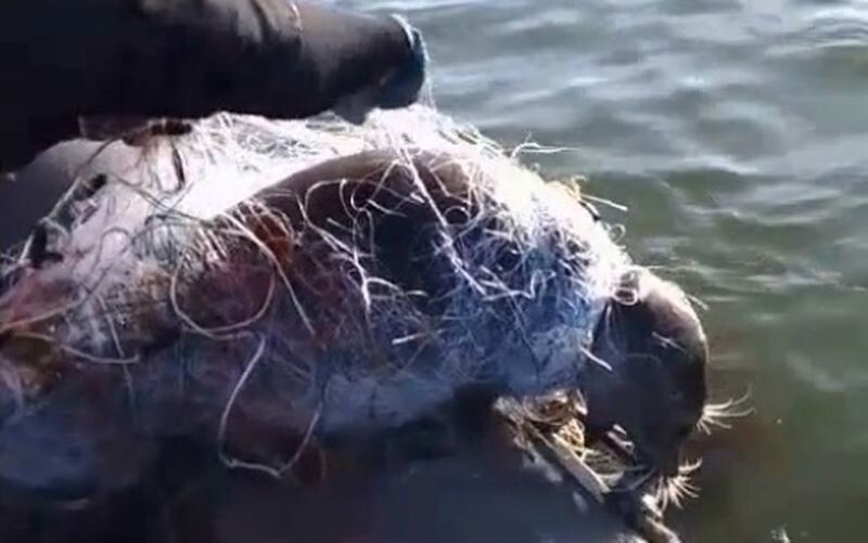 На Каспии пограничники спасли запутавшегося в браконьерских сетях тюленя