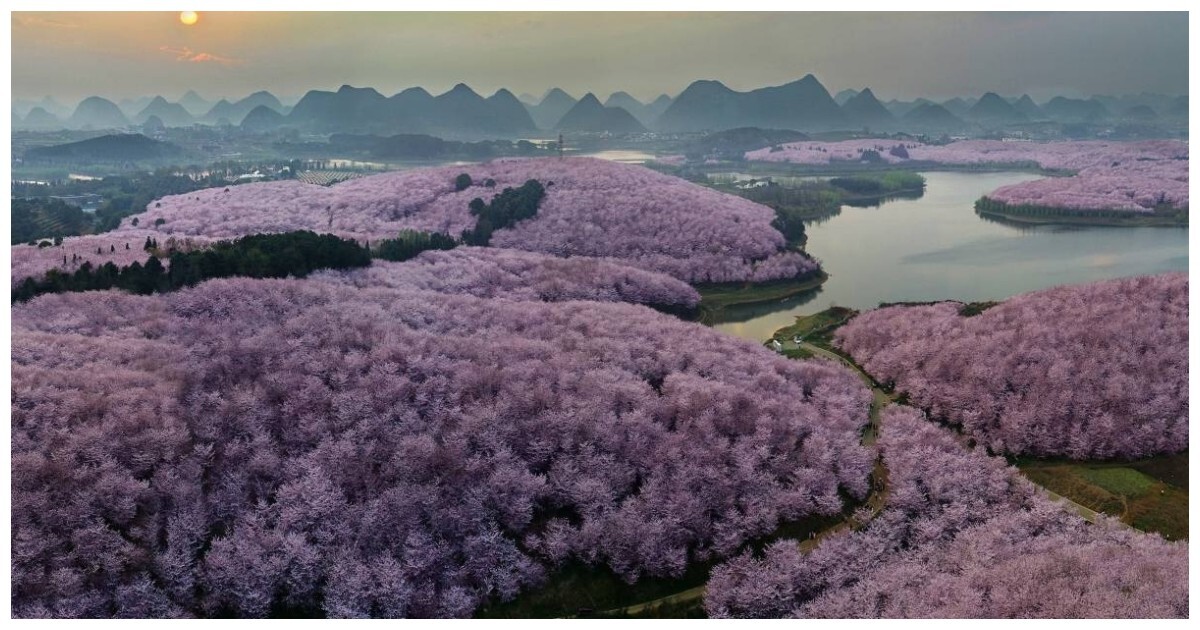 Самый большой сад сакуры в мире