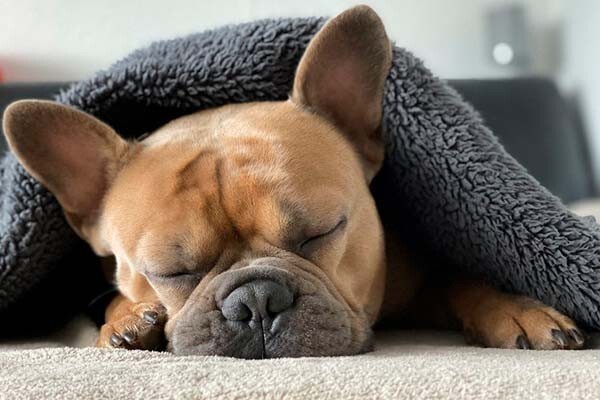 Форма головы собак влияет на их сон