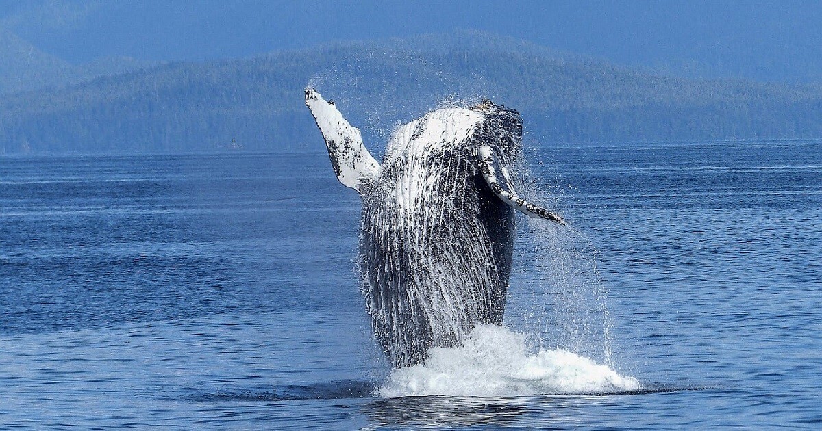"Нас услышали": Ученые 20 минут общались с китом