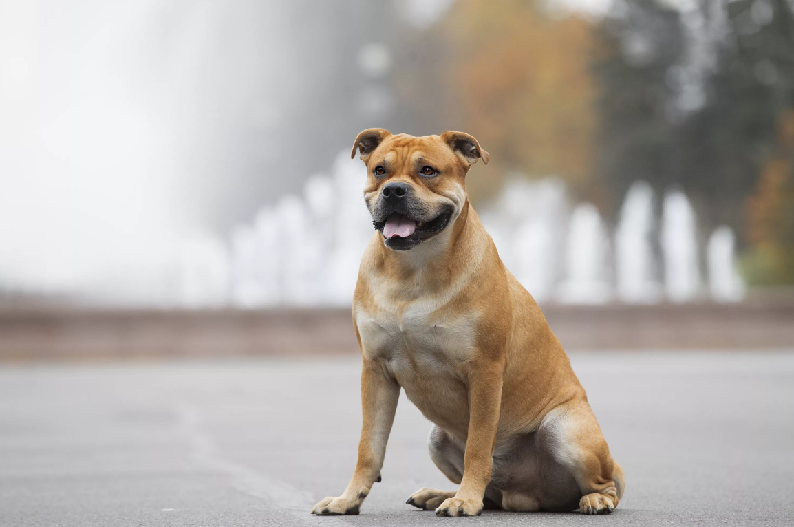 Ка-де-бо: как древнюю породу собак возродили из пепла