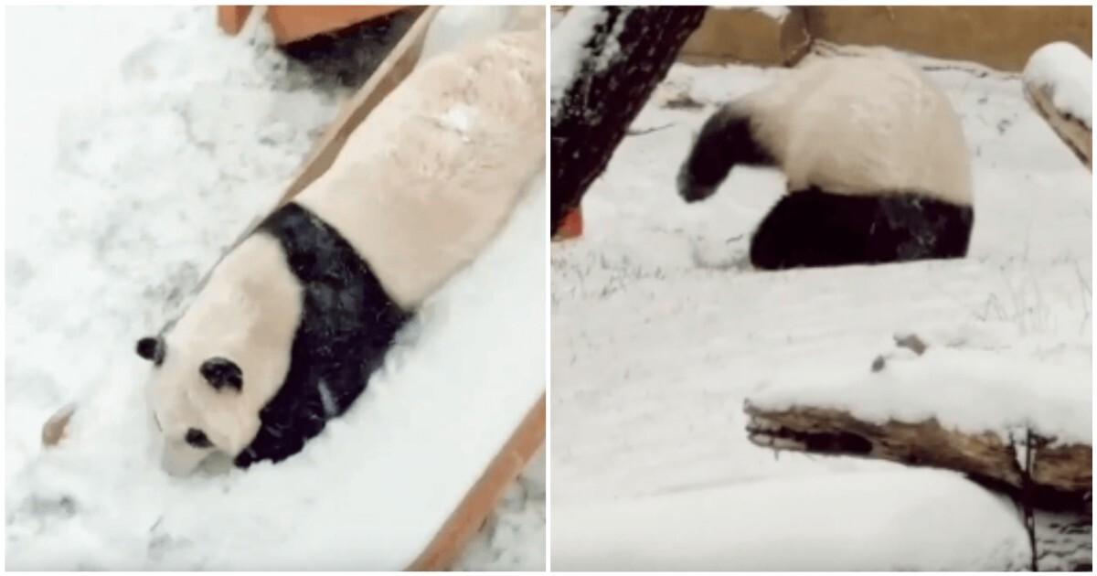 Панда радуется выпавшему снегу