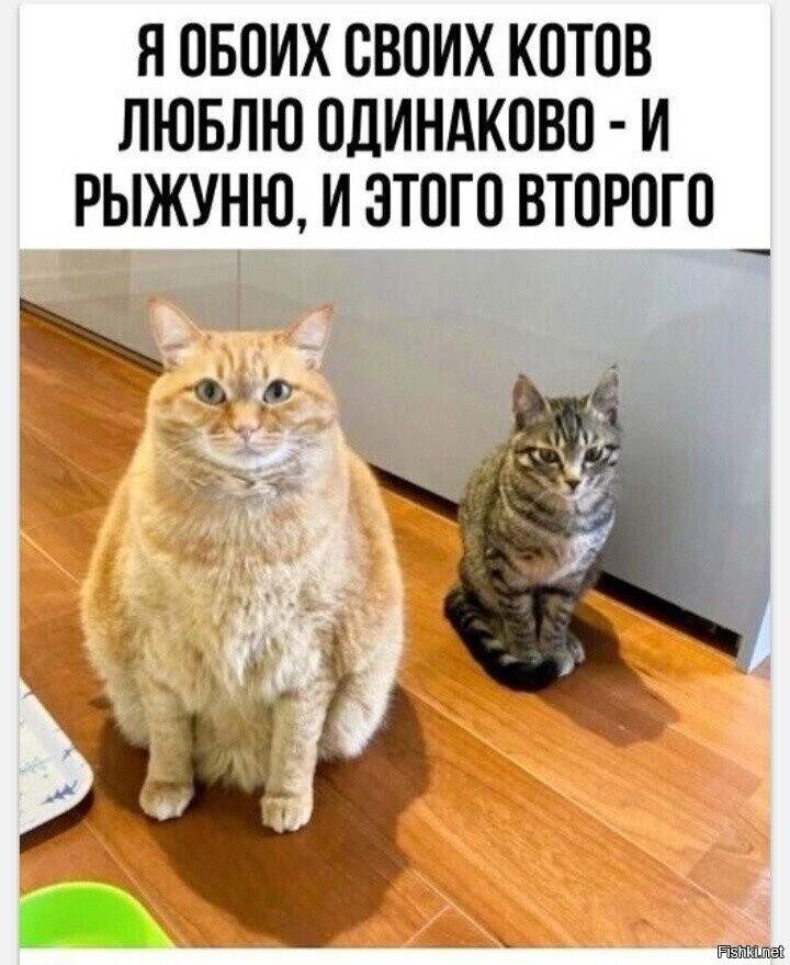 Кота покормили и того, что рядом, мужа например