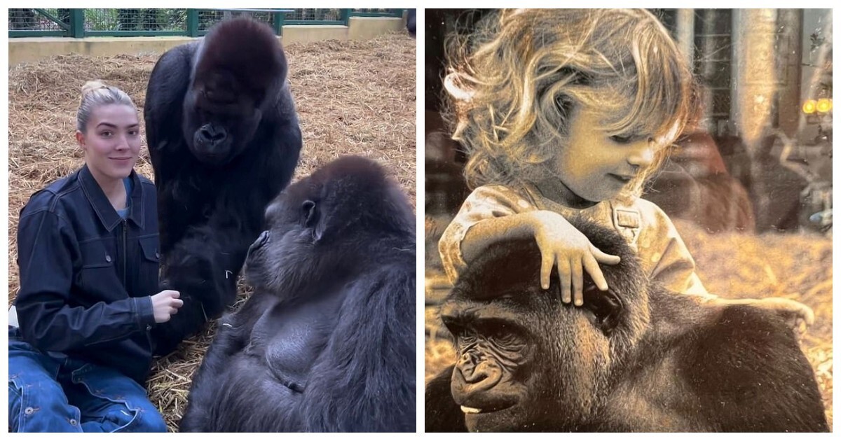 Ближе к природе: девушка кормит горилл, которых знает с младенчества