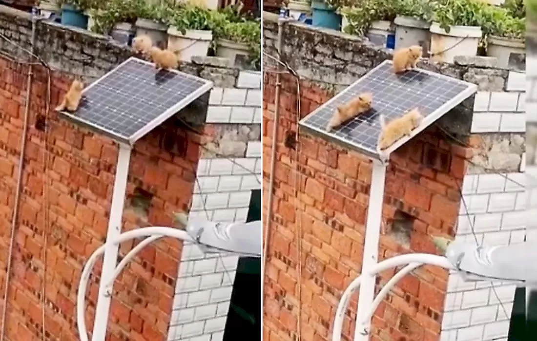 Котята на солнечной батарее напугали пользователей сети