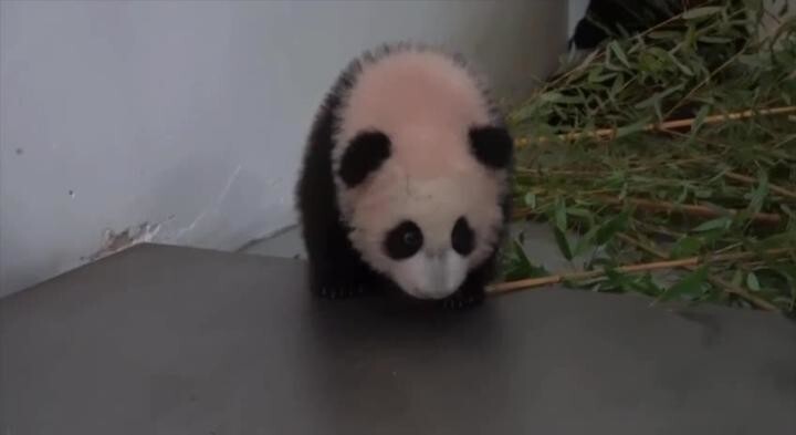 Малышка-панда из Московского зоопарка делает первые шаги⁠⁠