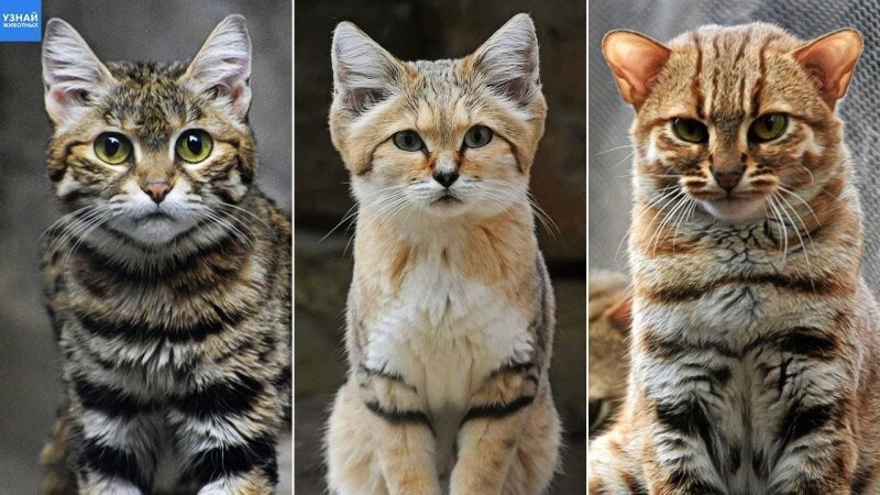 Хищники мелкого калибра: 10 самых маленьких диких кошек в мире