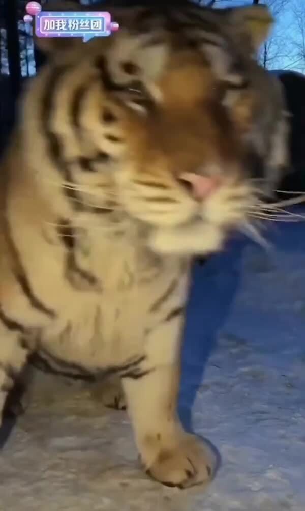 в Приморье тигр обнаружил фотоловушку