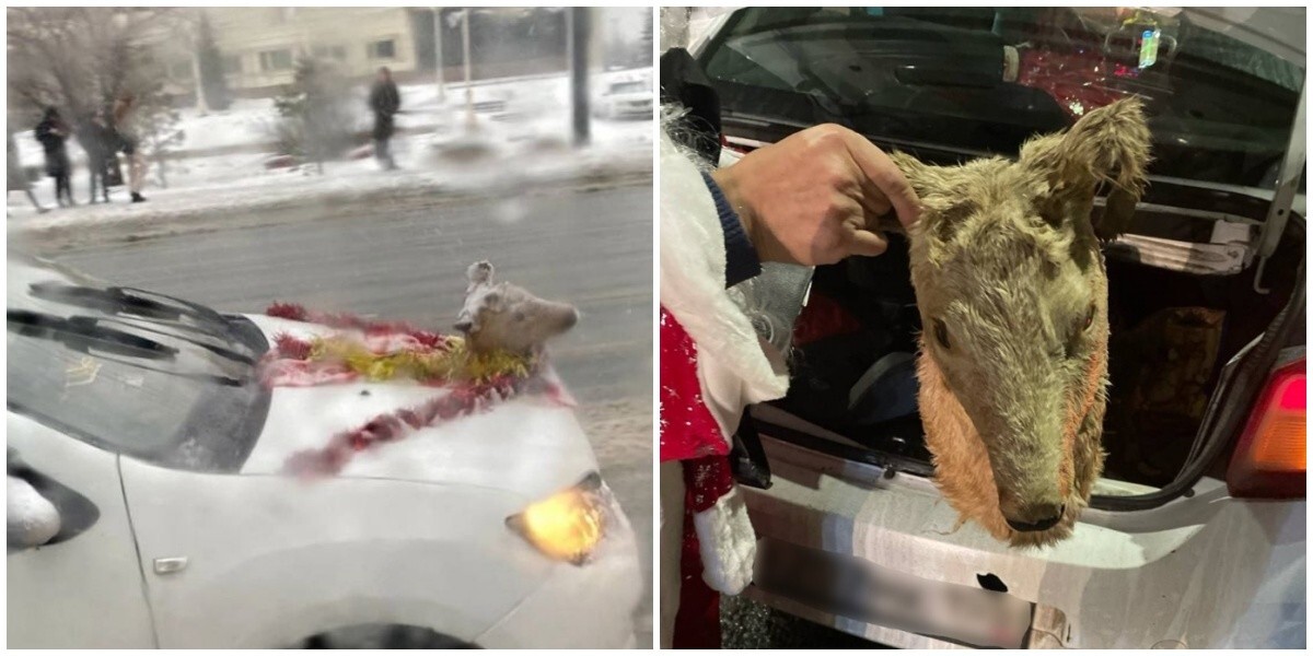 В Омске водитель прицепил на капот голову косули и катался так по городу