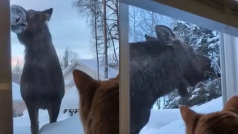 «Ничего себе!»: кот увидел за окном лося