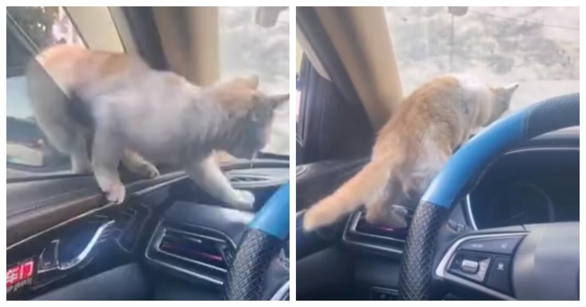 Котёнок залез погреться в тёплую машину