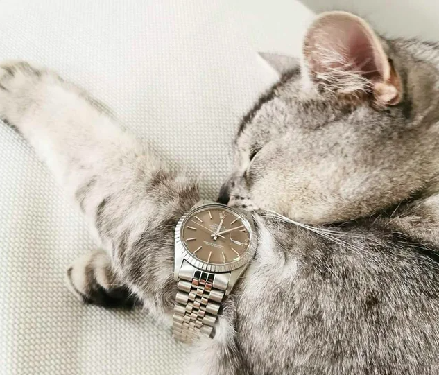 Котики и часы. Одно другому не мешает