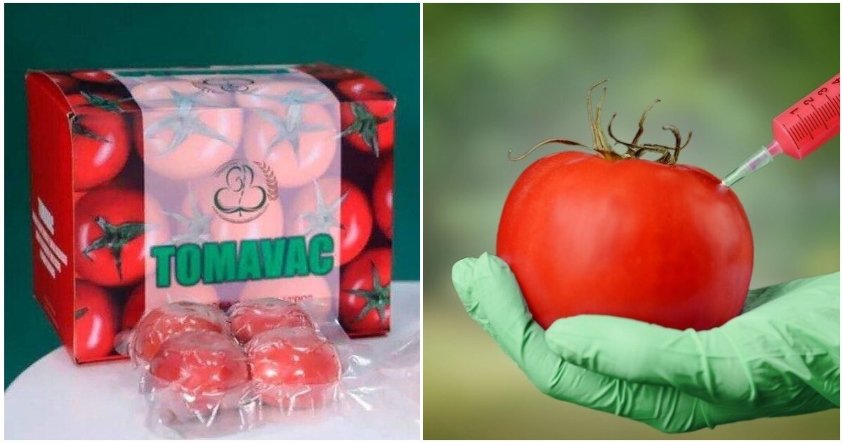 В Узбекистане разработали первую в мире съедобную вакцину от коронавируса на основе томатов