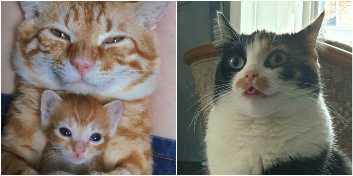 Коты — это любовь: 30 забавнейших фото с котейками