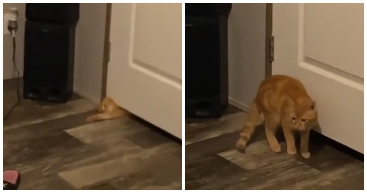 Кот эффектно проник в комнату хозяина