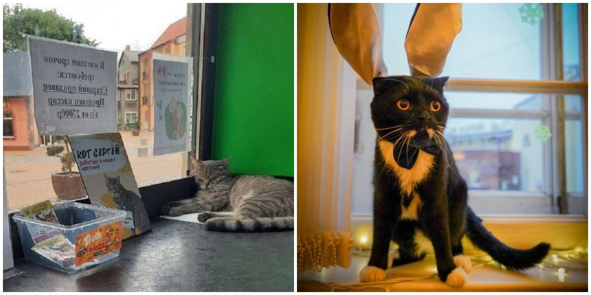 Кот из Санкт-Петербурга пригласил на работу кота, которого уволили в Зеленоградске