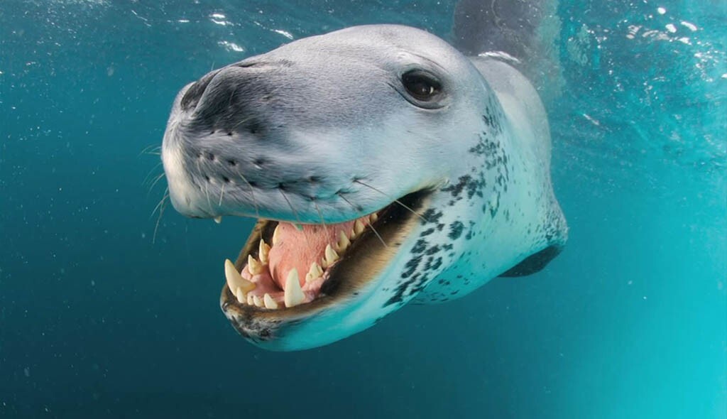 Морской леопард: то милашка, то кровожадный тиран