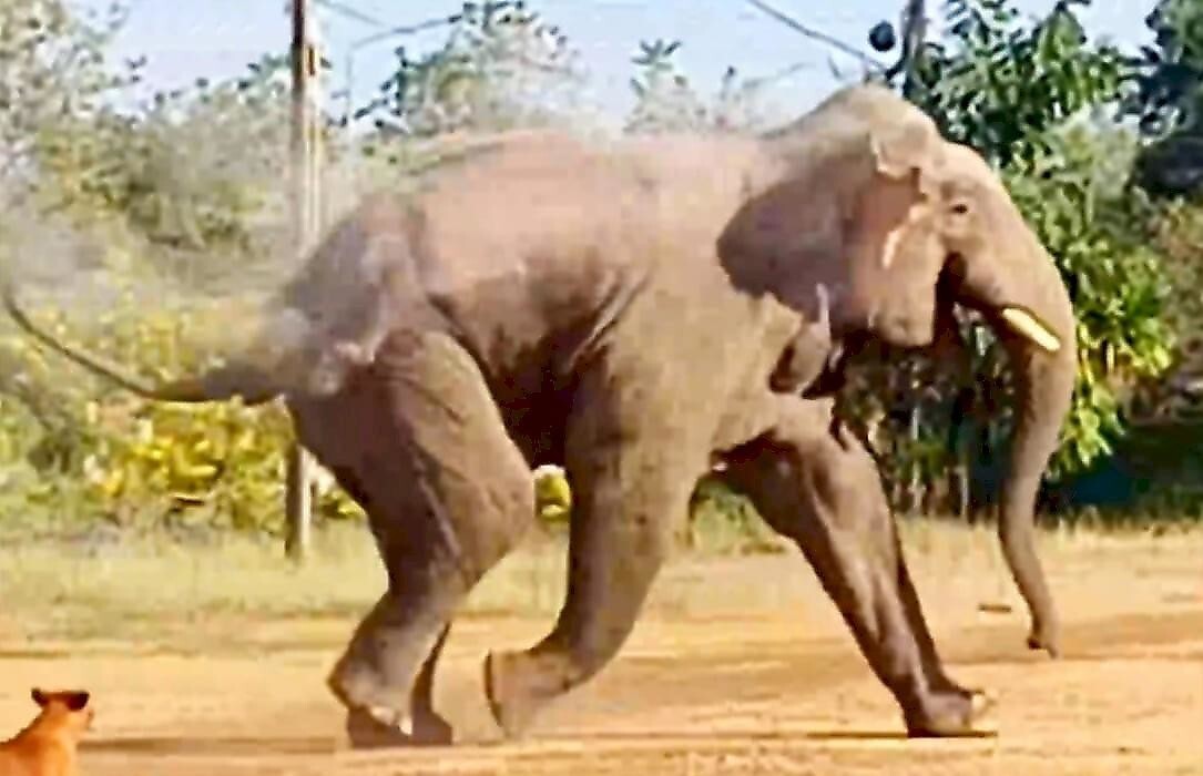 Слон, грабя частное жилище, наткнулся на собак и еле унёс ноги
