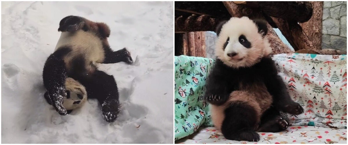 В Московском зоопарке рассказали, почему самец панды по имени Жуи не участвует в воспитании дочери и чем он занят целыми днями