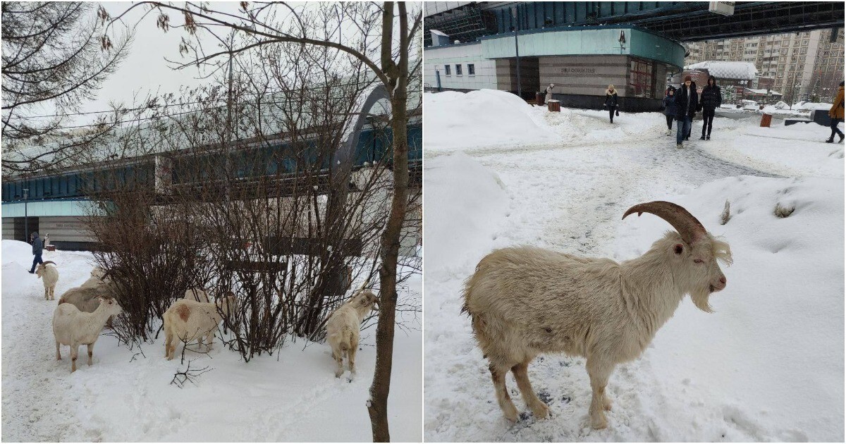 В Южном Бутово козлы начали грабить птичьи кормушки
