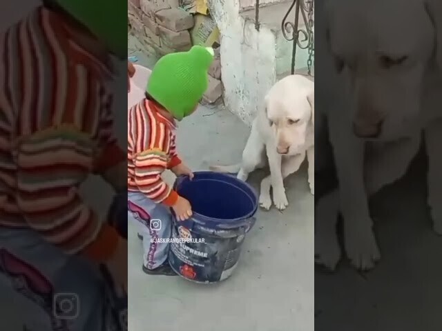 Бедный собакен