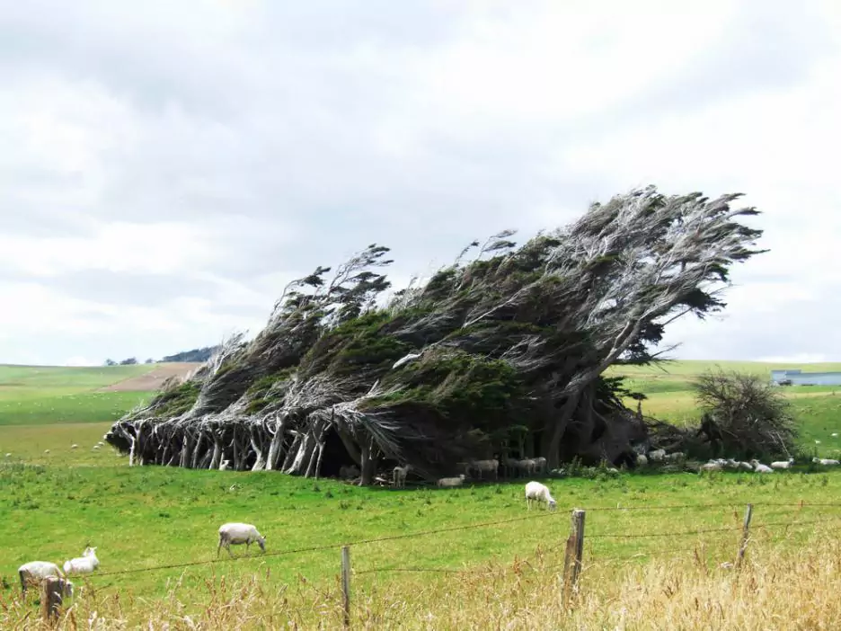 Эти уникальные наклонные ветром деревья являются одними из самых интересных природных форм