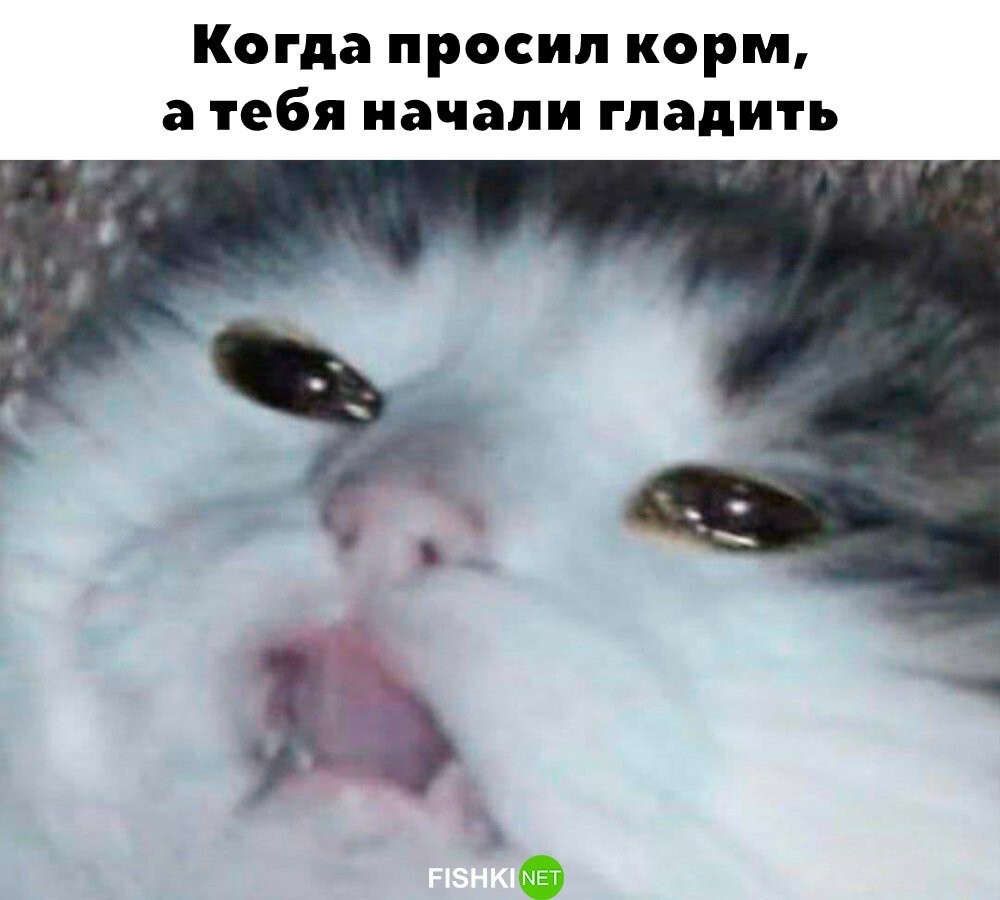 Из жизни котов