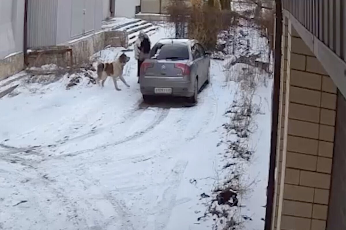 В&nbsp;Черкесске алабай напал на женщину