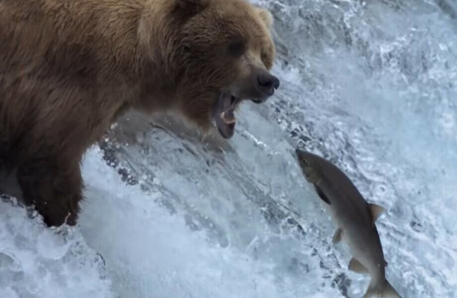 Как медведи ловят рыбу