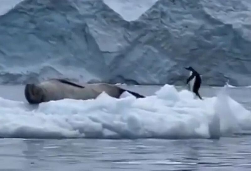 "Упс, простите, не та льдина": фейл пингвина