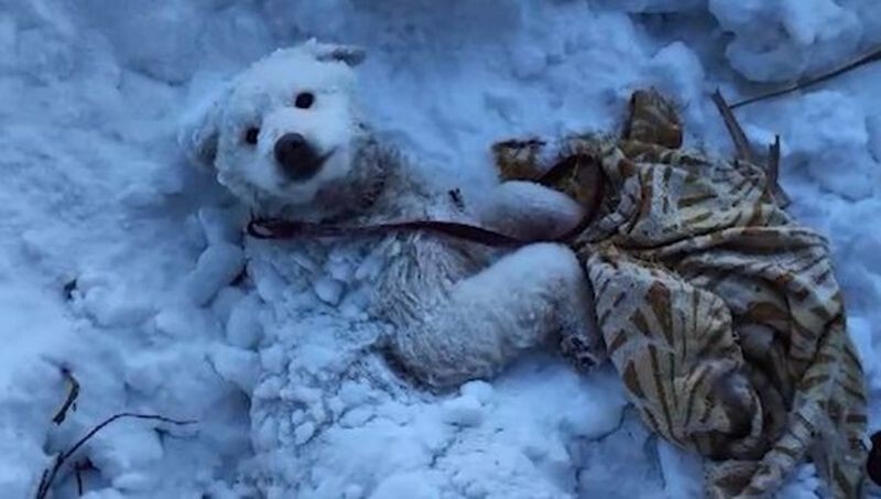 Прохожие спасли собаку, вмерзшую в сугроб