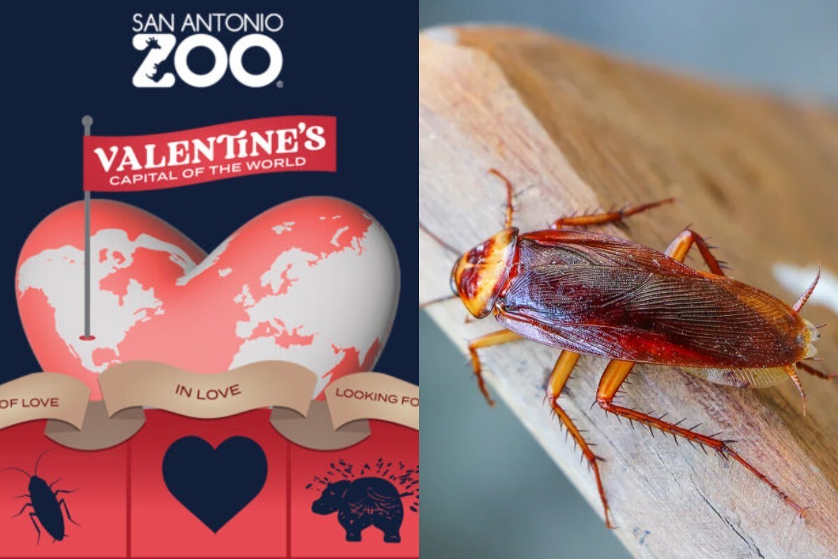 "Скорми бывшего": зоопарк в США предложил отдать хищникам тараканов с именами экс-партнёров посетителей