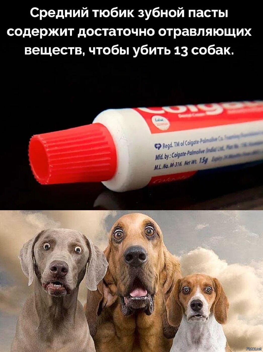 Теперь я знаю, чего собаки зубы не чистят