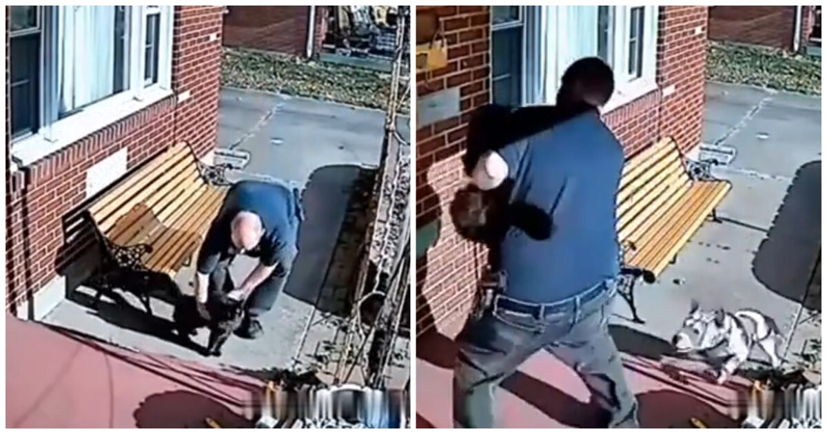 Мужчина защитил кошку от агрессивного пса