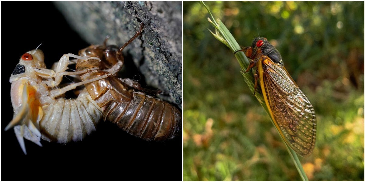Впервые за два века: в США ожидается "нашествие" цикад
