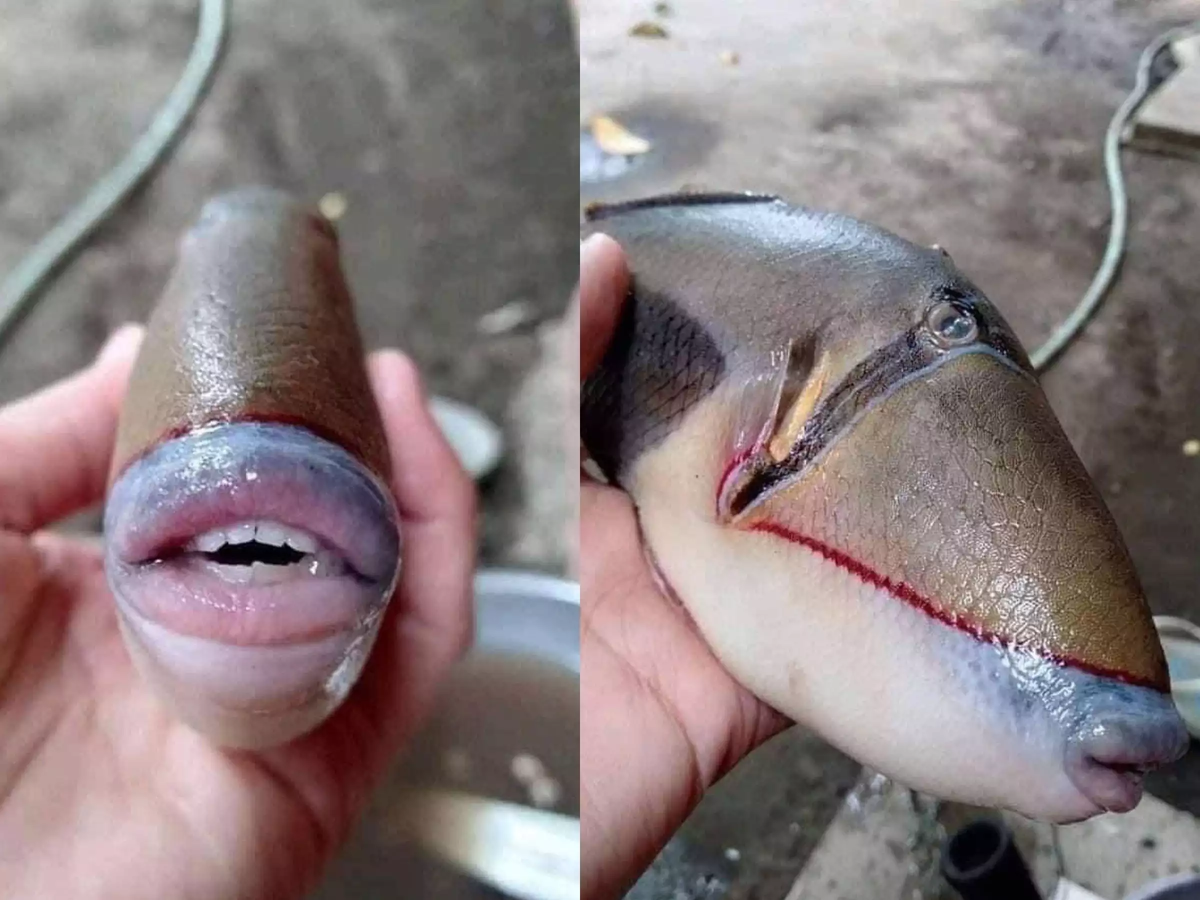 Спинорог: почему у этих рыб «человеческий рот»?