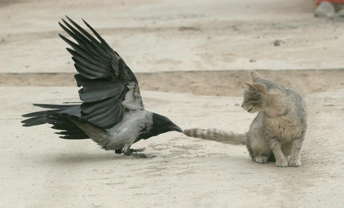 Зачем вороны пристают к другим животным