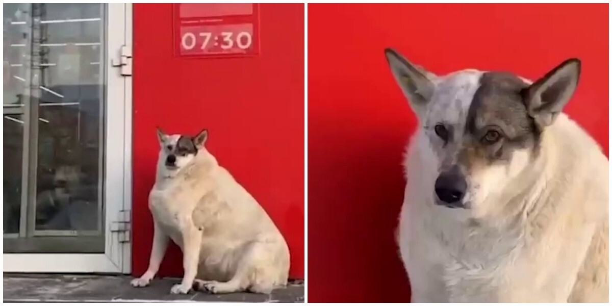 Очень толстая собачка из Югры стала звездой социальных сетей - за неё уже борются желающие помочь
