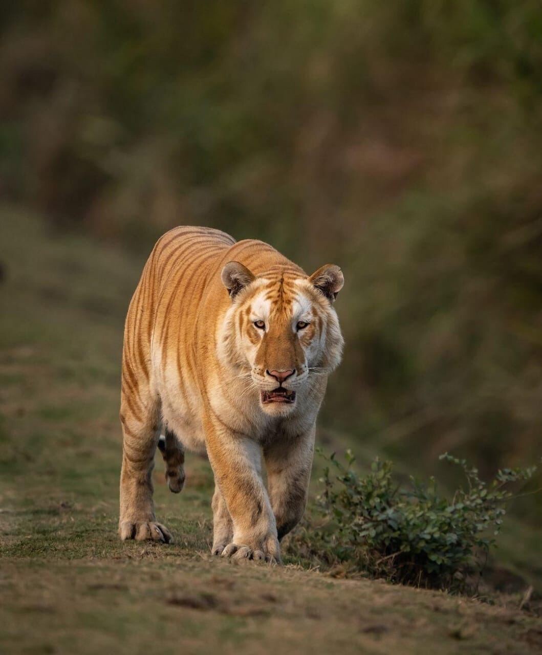 Редкого золотого тигра засняли в индийском заповеднике