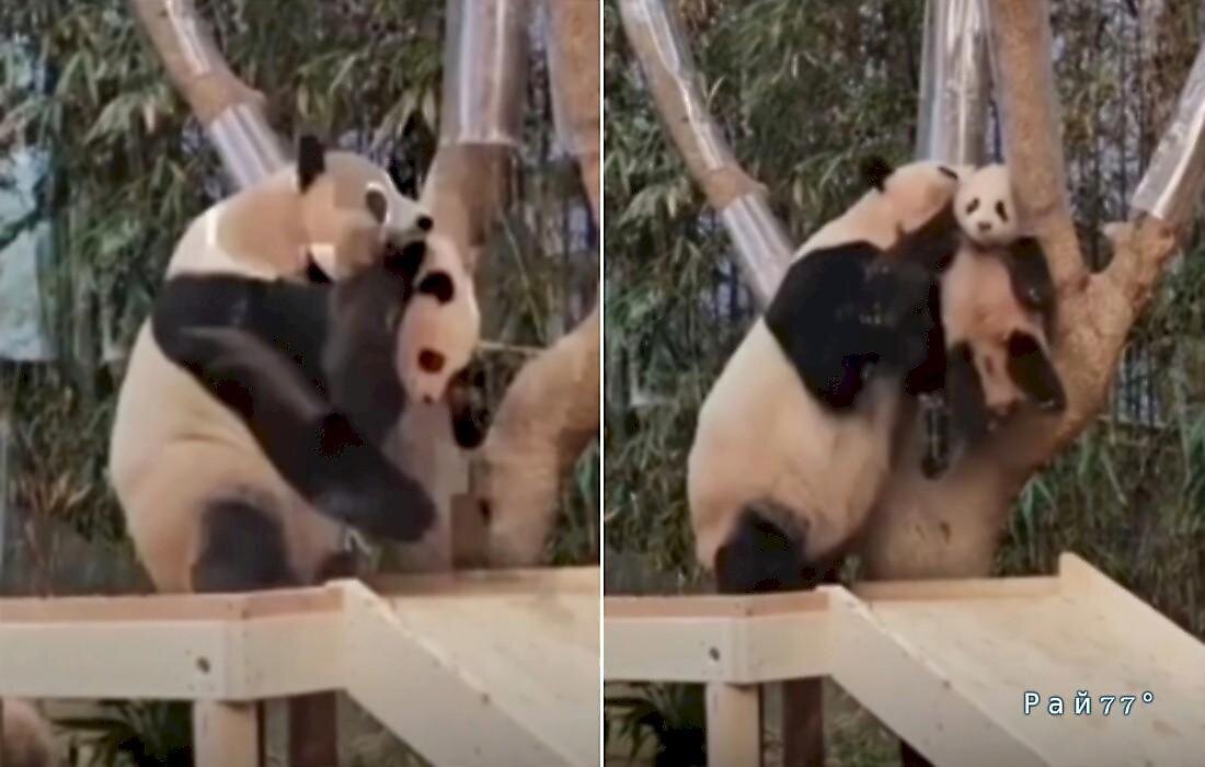 Панда-мать в воспитательных целях устроила взбучку своему детёнышу