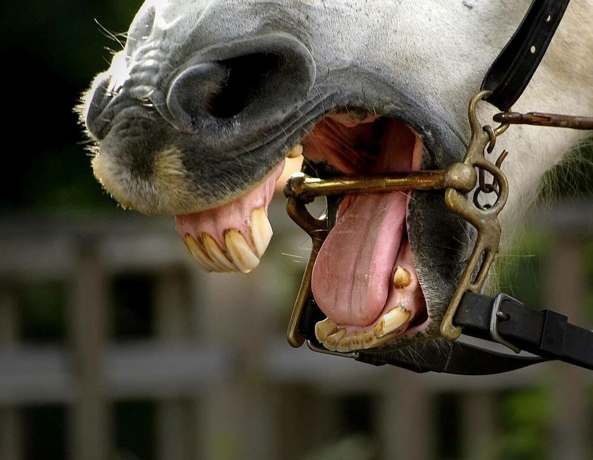 Больно ли лошади от удила во рту?