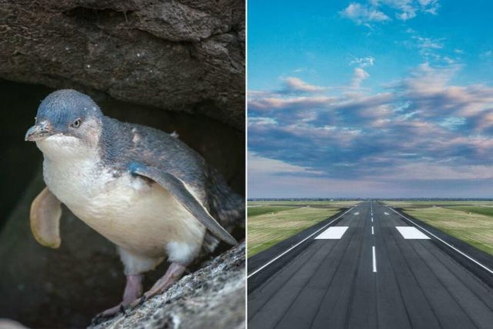 Пингвин задержал вылет самолёта из аэропорта