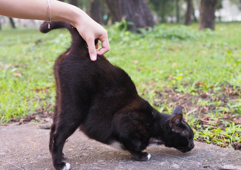 Почему кошки любят поднимать заднюю часть тела, когда их гладят