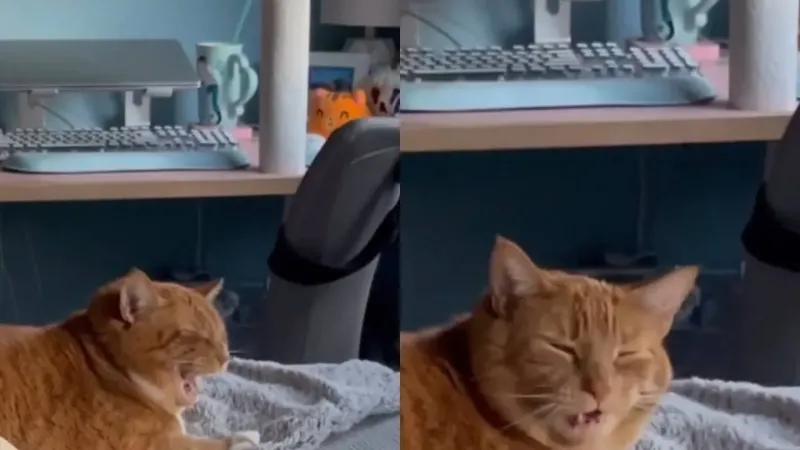 Необычная реакция кота на чихание хозяйки