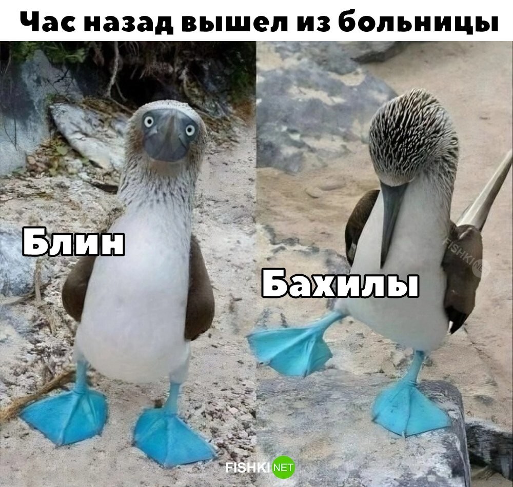 Опять забыл