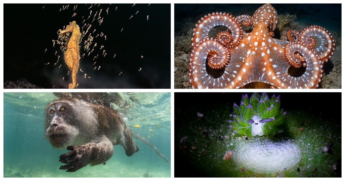 Победители конкурса подводной фотографии Ocean Art Contest 2023