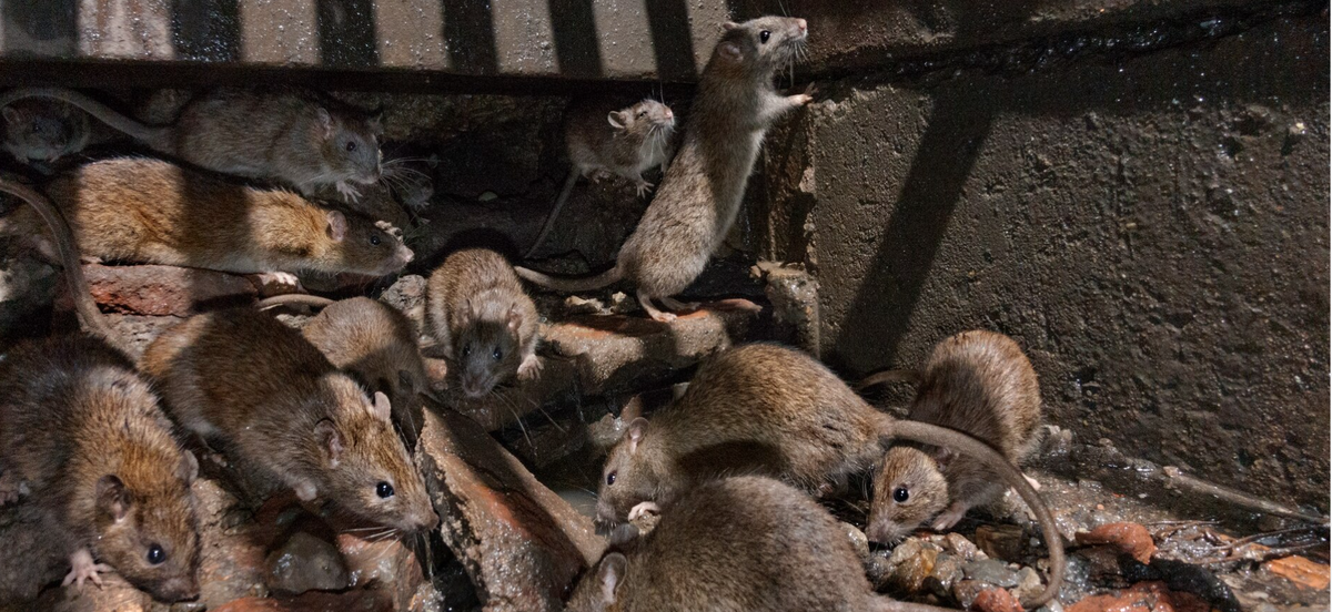 Крысиный апокалипсис в Нью-Йорке: Как полчища грызунов атакуют Америку