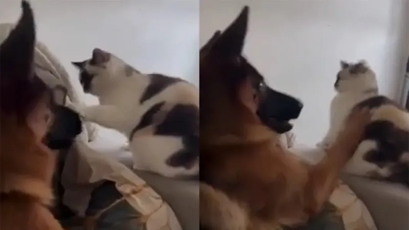 «Сгинь!»: пёс нокаутировал нахальную кошку, мешавшую ему отдыхать