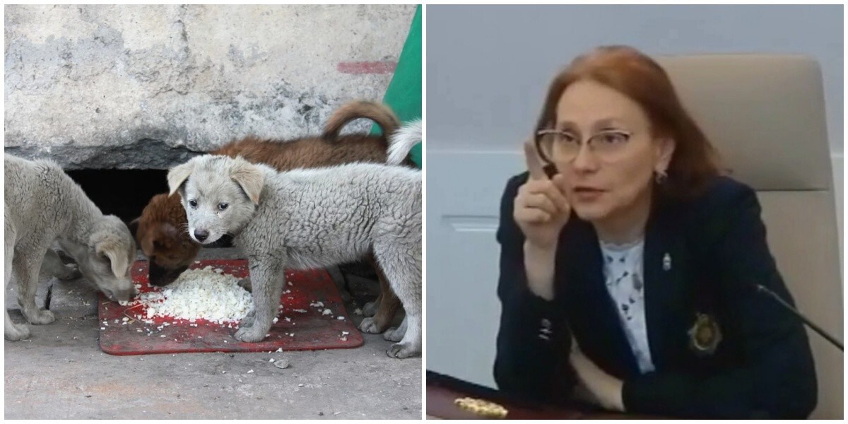 Астраханские власти предложили штрафовать жителей за кормление домашних животных