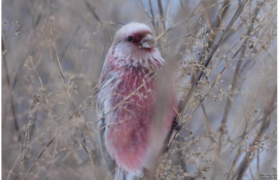 Кировчанин сделал фото редких розовых птиц